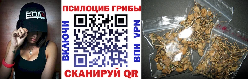 где купить наркоту Асино Псилоцибиновые грибы Cubensis